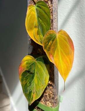 Philodendron Micans Aurea Variegated Plant 1 Cutting Rare